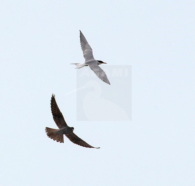 Second-year Eurasian Hobby (Falco subbuteo) in flight chasing Common Tern stock-image by Agami/Edwin Winkel,