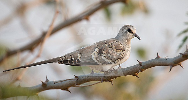 Namaqua Dove (Oena capensis) in Ethiopia. stock-image by Agami/Ian Davies,