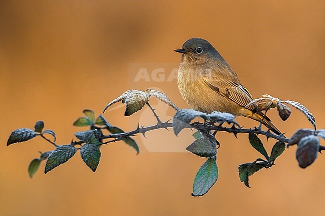 Wintering female Black Redstart (Phoenicurus ochruros gibraltariensis) in Italy. stock-image by Agami/Daniele Occhiato,