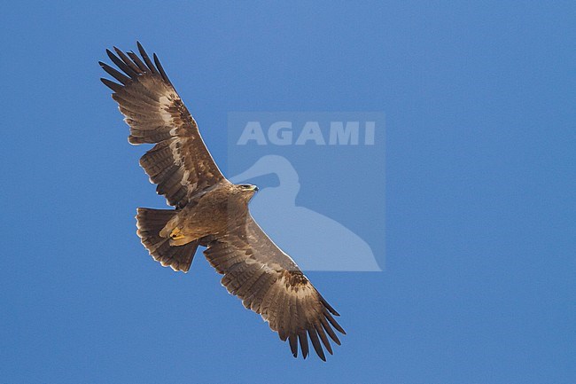 Steppe Eagle - Steppenadler - Aquila nipalensis, Oman, 3rd cy stock-image by Agami/Ralph Martin,