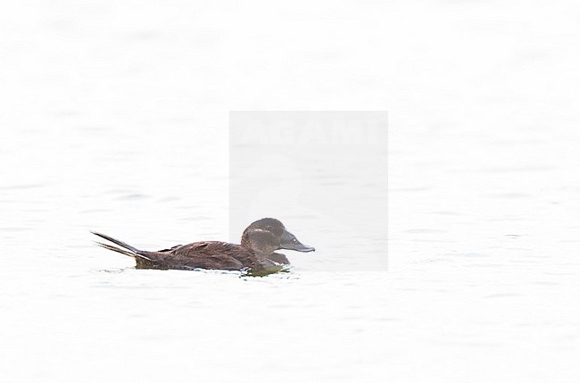 Female White-headed Duck (Oxyura leucocephala) in Laguna de Navaseca, Daimiel, Spain. stock-image by Agami/Marc Guyt,