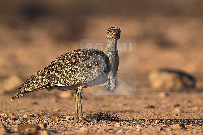 Houbara Bustard (Chlamydotis undulata fuertaventurae) on the Canary Island of Fuerteventura. This subspecies is highly restricted and endangered, with less then 500 birds left in the wild. stock-image by Agami/Daniele Occhiato,