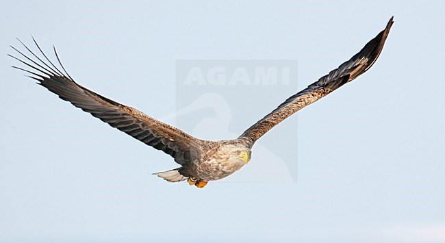 Zeearend adult vliegend; White-tailed Eagle adult flying stock-image by Agami/Markus Varesvuo,