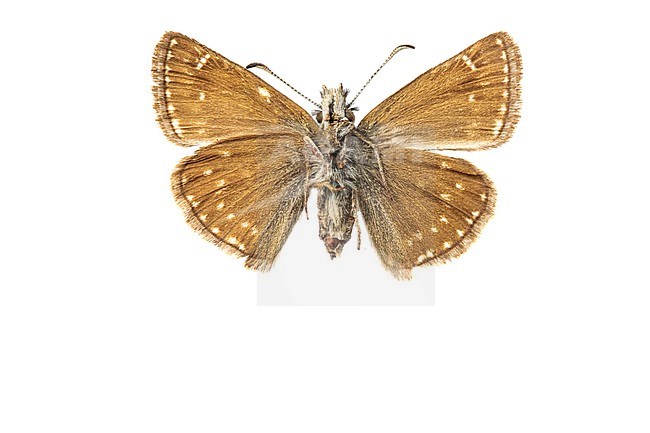 Dingy Skipper, Erynnis tages stock-image by Agami/Wil Leurs,