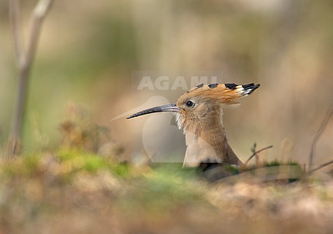 Hop zittend in gras; Eurasian Hoopoe perched in gras stock-image by Agami/Markus Varesvuo,