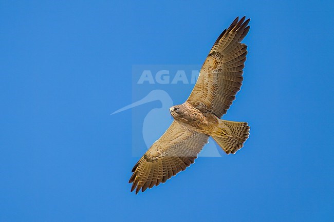 Adult (intermediate morph)
San Diego Co., CA
April 2023 stock-image by Agami/Brian E Small,