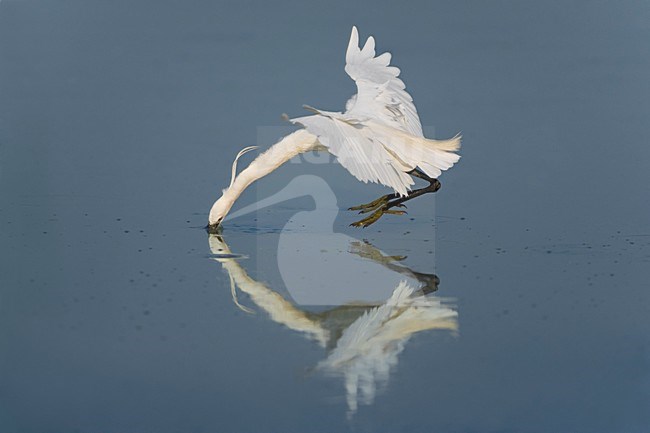 Kleine Zilverreiger foeragerend in de vlucht; Little Egret foraging in flight stock-image by Agami/Daniele Occhiato,
