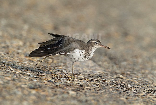 Spotted Sandpiper (Actitis macularius) in summer plumage showing upper wing. Medemblik, Netherlands. The species is a vagrant in the Netherlands. stock-image by Agami/Karel Mauer,