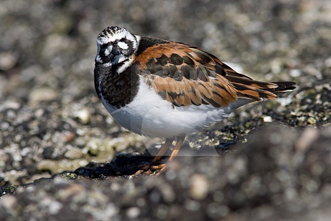 Steenloper in zomerkleed; Ruddy Turnstone in summerplumage stock-image by Agami/Arnold Meijer,