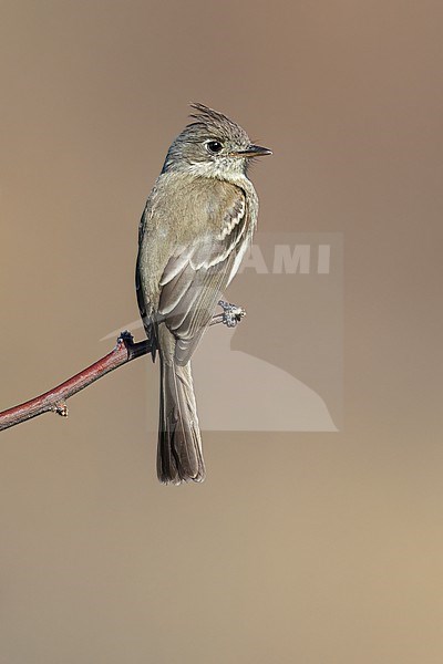 Pileated Flycatcher (Xenotriccus mexicanus) perched on a branch in Oaxaca, Mexico. stock-image by Agami/Glenn Bartley,