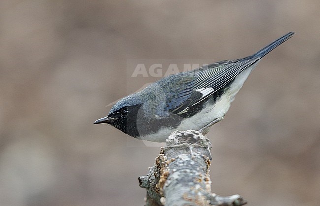 Black-throated Blue Warbler (Setophaga caerulescens) resting during migration at Cape May, New Jersey, USA stock-image by Agami/Helge Sorensen,