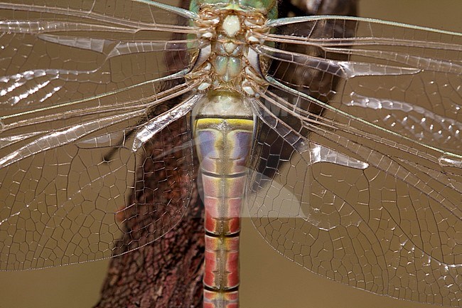 Details of a teneral female Vagrant Emperor (Anax ephippiger) perched on a stick and ready for her first maiden flight in the Netherlands. stock-image by Agami/Fazal Sardar,