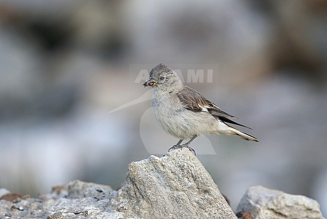 Black-winged Snowfinch (Montifringilla adamsi) in Tso Kar in northern India. Also known as Adams's snowfinch stock-image by Agami/James Eaton,