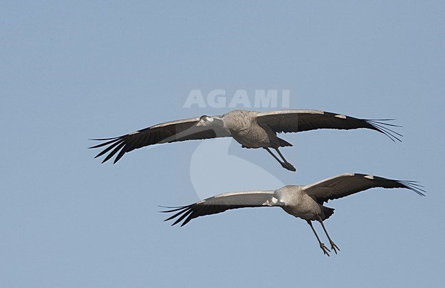 Common Crane pair flying; Kraanvogel paar vliegend stock-image by Agami/Jari Peltomäki,