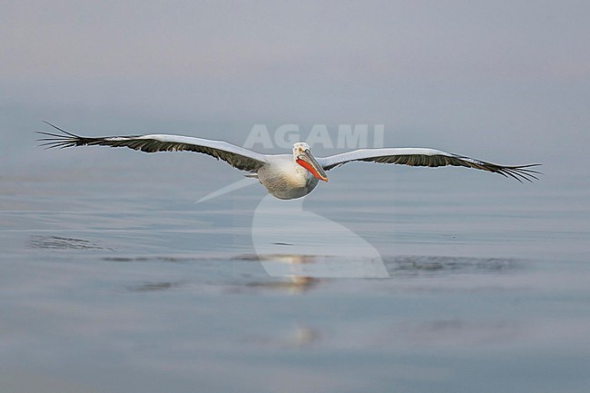 Dalmatian Pelican (Pelecanus crispus) flying over water of lake Kerkini in Greece. stock-image by Agami/Marcel Burkhardt,