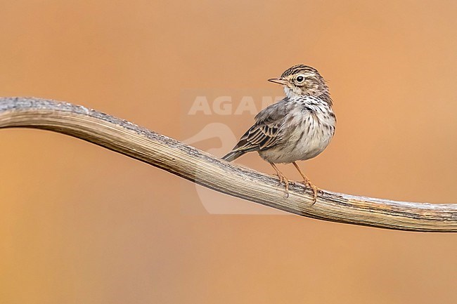 Adult Berthelot's Pipit (Anthus berthelotii) perched on a plant near Mogán, Gran Canaria, Canary Islands, Spain. stock-image by Agami/Vincent Legrand,