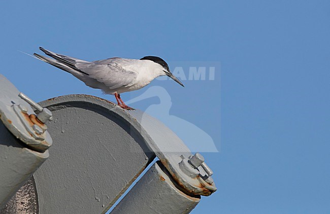 Volwassen Dougalls Stern, Adult Roseate Tern stock-image by Agami/Markus Varesvuo,