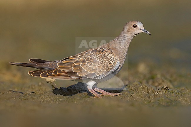 Immature Eurasian Turtle Dove, Streptopelia turtur, in Italy. stock-image by Agami/Daniele Occhiato,