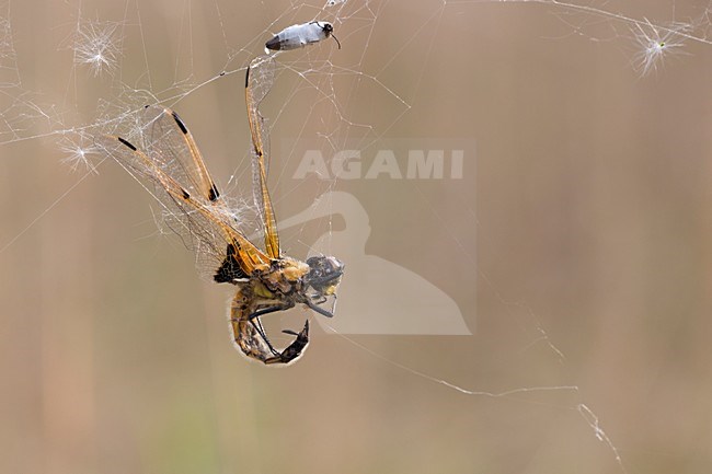 Viervlek; Libellula quadrimaculata; Four-spotted Chaser stock-image by Agami/Theo Douma,