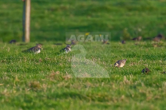 Little Curlew (Numenius minutus) aka Little Whimbrel walking on a agricultural field, Houtave, West Flanders, Belgium. stock-image by Agami/Vincent Legrand,