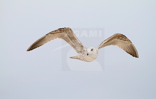 Herring Gull - Silbermöwe - Larus argentatus, Germany, 1st Winter stock-image by Agami/Ralph Martin,