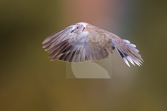 Collared Dove, Streptopelia decaocto, in Italy. stock-image by Agami/Daniele Occhiato,