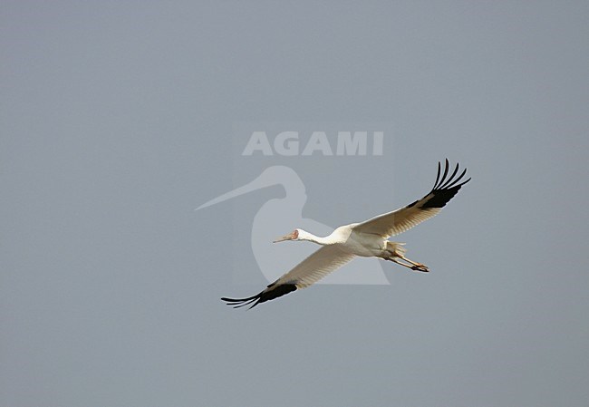 Siberische Witte Kraanvogel, Siberian Crane, Leucogeranus leucogeranus stock-image by Agami/Pete Morris,