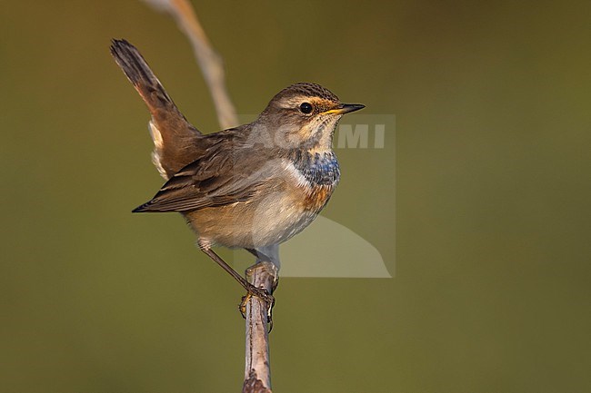 White-spotted Bluethroat (Luscinia svecica) in Italy. stock-image by Agami/Daniele Occhiato,