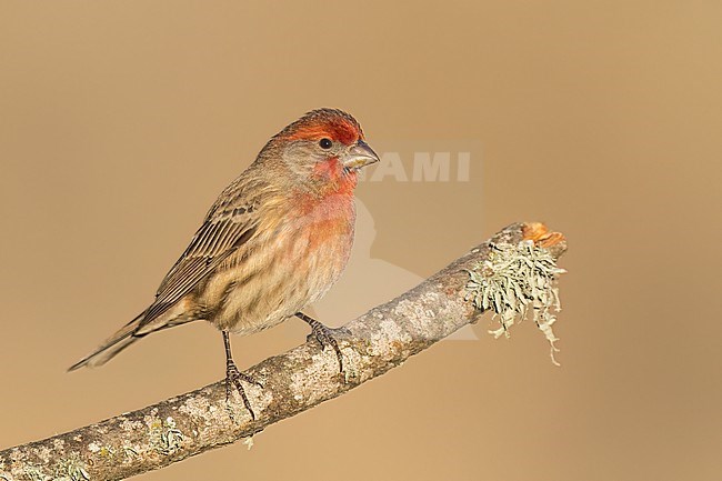 Adult male
Santa Barbara Co., CA
November 2022 stock-image by Agami/Brian E Small,