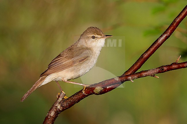 Struikrietzanger, Blyth's Reed Warbler stock-image by Agami/Ralph Martin,