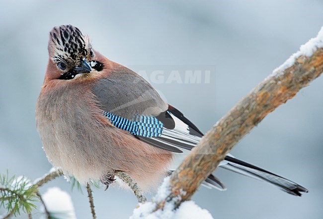 Gaai in de winter; Eurasian Jay in winter stock-image by Agami/Markus Varesvuo,