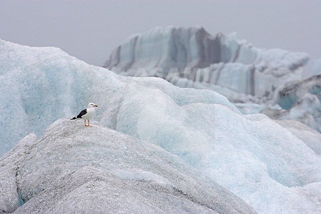 Kleine Mantelmeeuw op ijsschots; Lesser Black-backed Gull on iceberg stock-image by Agami/Markus Varesvuo,