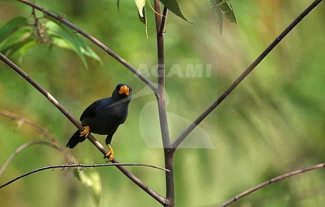 Grosbeak Myna (Scissirostrum dubium) on the Togian Islands, Sulawesi in Indonesia. stock-image by Agami/James Eaton,