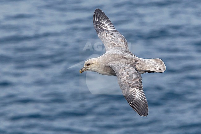 This bird was taken in the Hausgarden, Greenland Sea from the famous german ship - Polarstern. Powered by POLe & AWI. stock-image by Agami/Vincent Legrand,