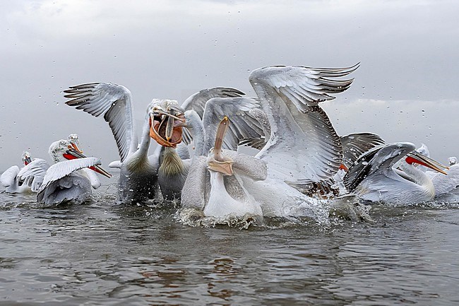 Dalmatian Pelican (Pelecanus crispus) feeding on fish on lake Kerkini in Greece. stock-image by Agami/Marcel Burkhardt,