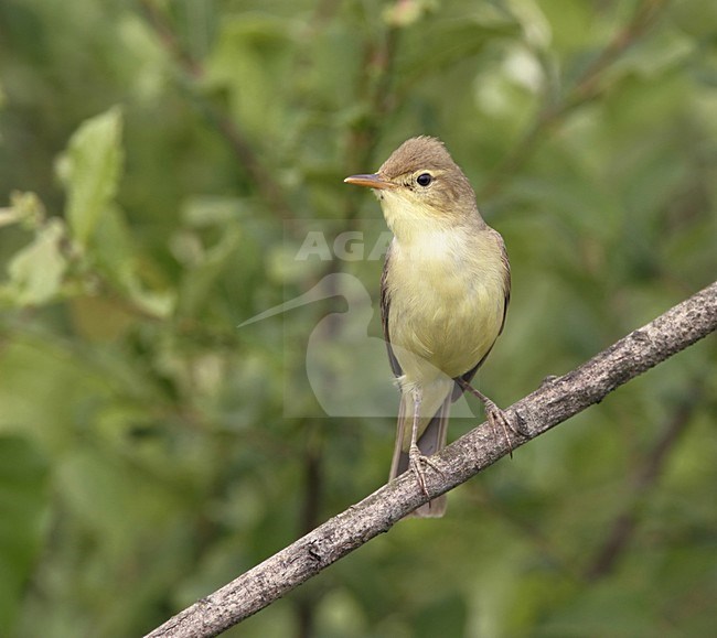 Orpheusspotvogel zittend op tak; Melodious Warbler perched on twig stock-image by Agami/Ran Schols,