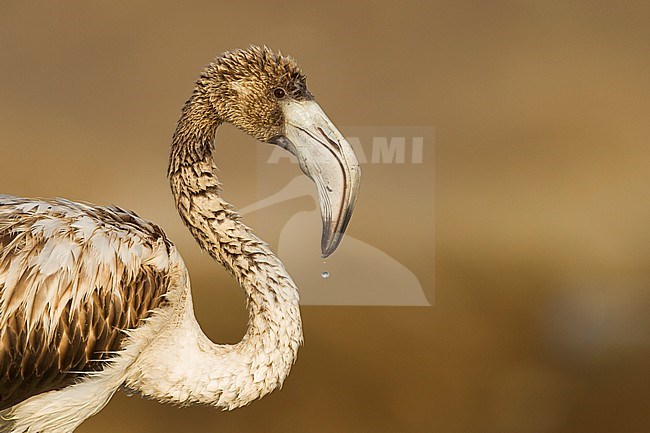Greater Flamingo - Rosaflamingo - Phoenicopterus roseus, Oman, 1st cy stock-image by Agami/Ralph Martin,