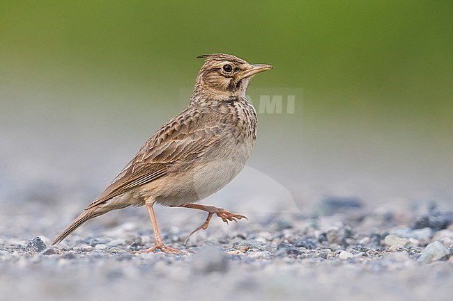 Crested Lark (Galerida cristata neumanni) walking stock-image by Agami/Daniele Occhiato,