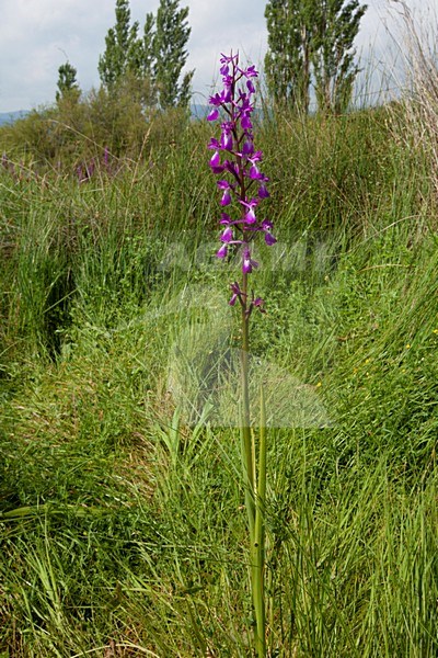 Bloeiende Moerasorchis Griekenland, Flowering Bog orchid Greece stock-image by Agami/Wil Leurs,