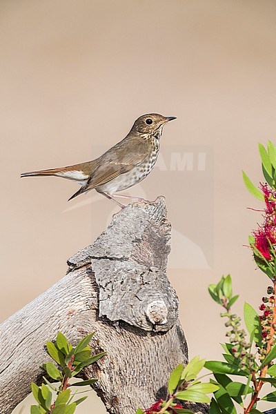 Adult 
Santa Barbara Co., CA
November 2022 stock-image by Agami/Brian E Small,