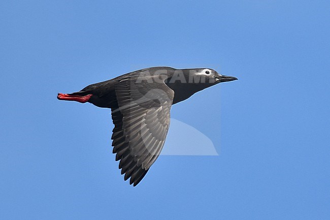 Spectacled Guillemot (Cepphus carbo) off the Ring of Fire islands, eastern Russia. Adult in flight. stock-image by Agami/Laurens Steijn,