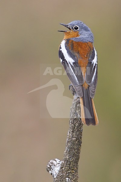 Zingende Tibetaanse Roodstaart, Alashan Redstart singing stock-image by Agami/Dubi Shapiro,