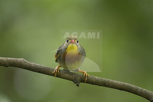 Japanse Nachtegaal, Red-billed Leiothrix stock-image by Agami/Dubi Shapiro,