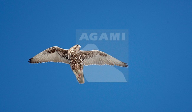 Giervalk onvolwassen vliegend; Gyr Falcon immature flying stock-image by Agami/Markus Varesvuo,