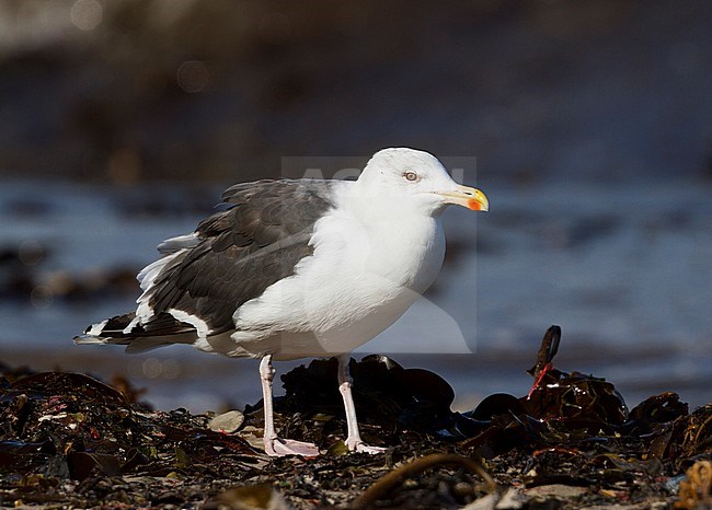 Great Black-backed Gull - Mantelmöwe - Larus marinus, Germany, adult stock-image by Agami/Ralph Martin,