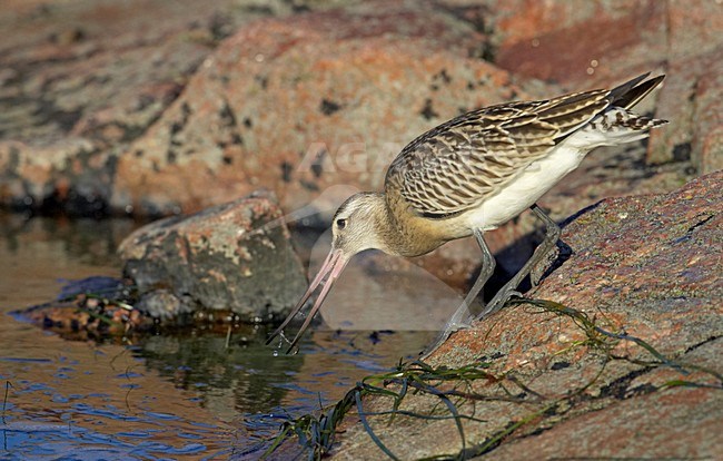 Juveniele Rosse Grutto op rotskust; Juvenile Bar-tailed Godwit on the shore stock-image by Agami/Markus Varesvuo,
