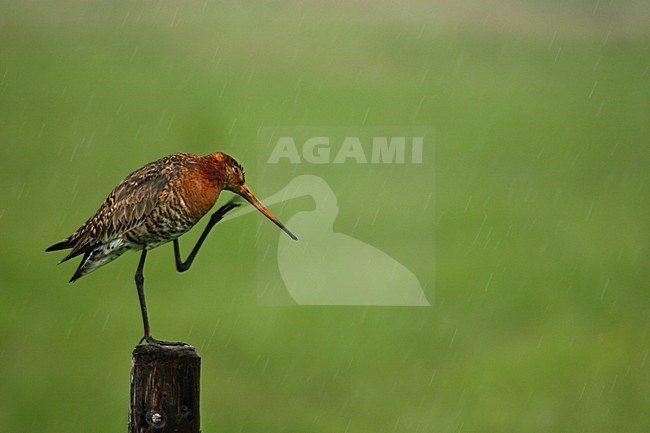 Grutto zittend op paal; Black-tailed Godwit standing on pole stock-image by Agami/Kristin Wilmers,