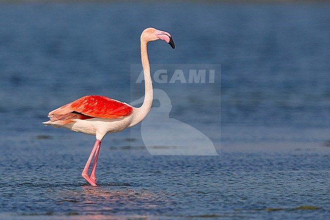 Greater Flamingo (Phoenicopterus roseus), Adult standing in the water, Salalah, Dhofar, Oman stock-image by Agami/Saverio Gatto,