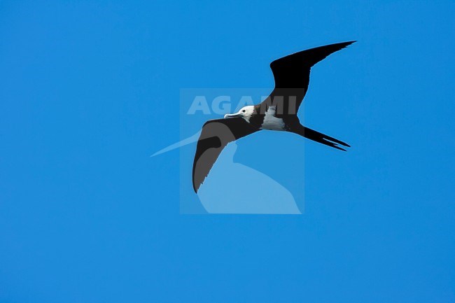 Ascensionfregatvogel vliegend tegen een blauwe lucht; Ascension Frigatebird (Fregata aquila) flying against blue sky stock-image by Agami/Marc Guyt,