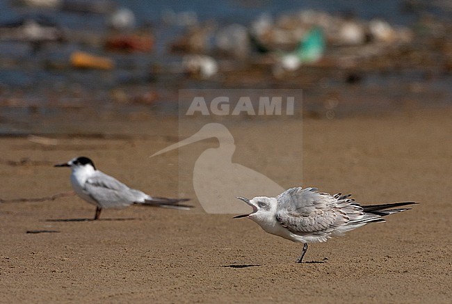 Juvenile Gull-billed Tern (Gelochelidon nilotica) standing on the beach in Israel. Begging for food. Plastic waste in the background. stock-image by Agami/Yoav Perlman,